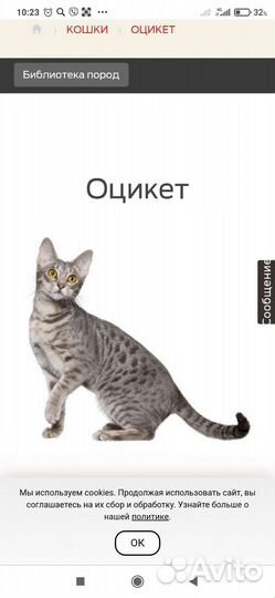 Оцикет вязка