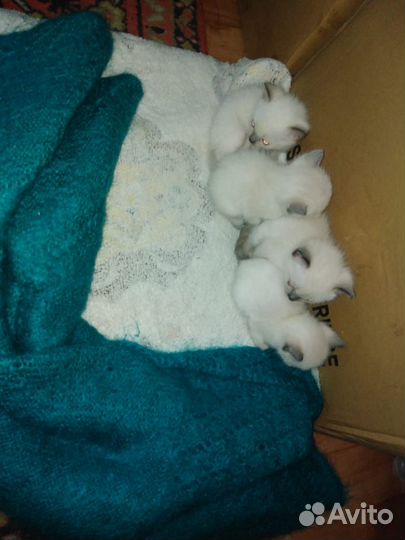 Сиамские котята