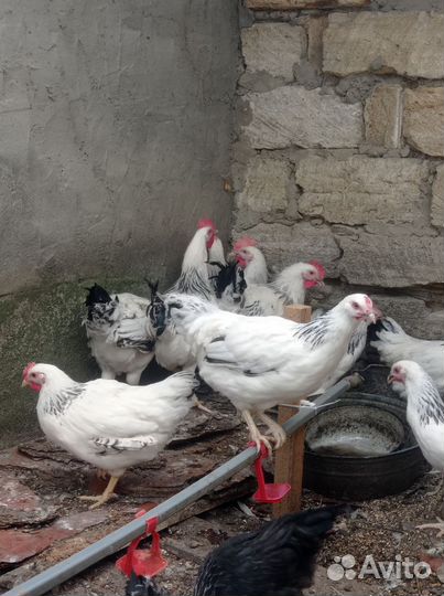 Куры серебристые