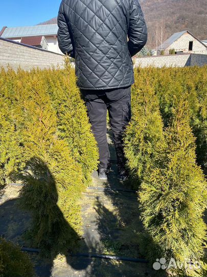 Туя Смарагд 100 см