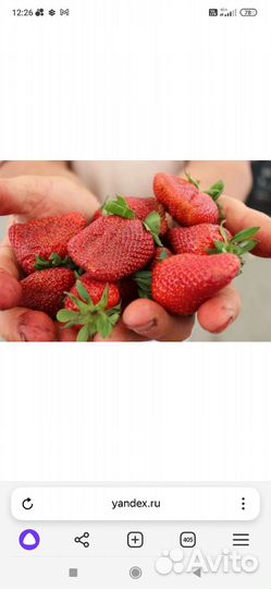 Рассада клубники