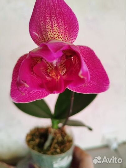 Орхидея Phal. Joy Spotted Butterfly