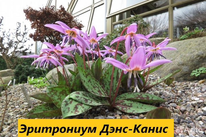 Луковичные цветы, Первоцветы