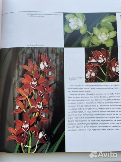 Джеффри Хэндс Орхидеи Руководство для начинающих