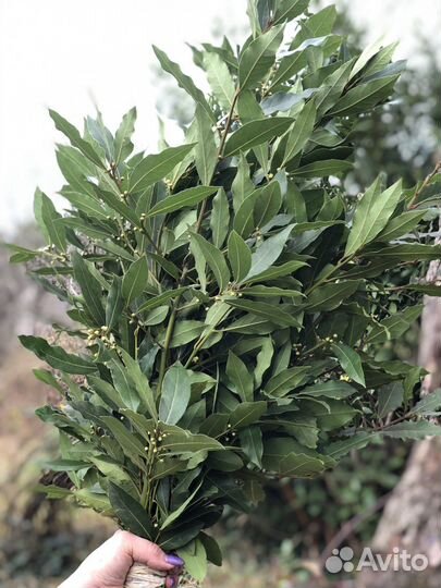 Лавровый банный веник