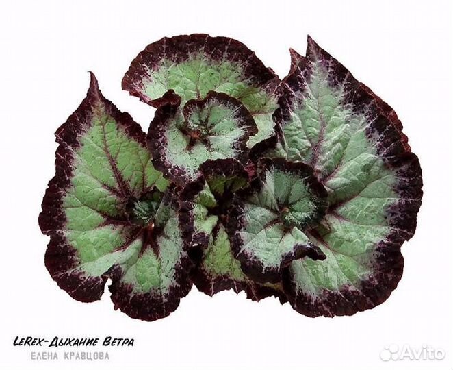 Бегония декоративно лиственная