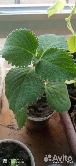 Хризантема жёлтая, мята