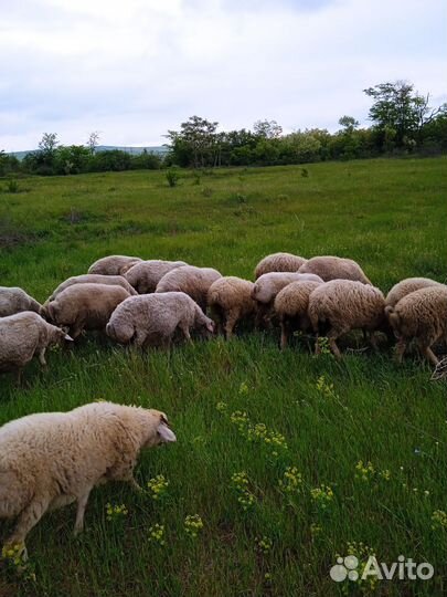 Овцы бараны
