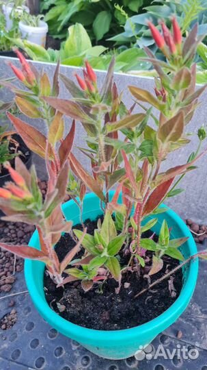 Энотера многолетняя