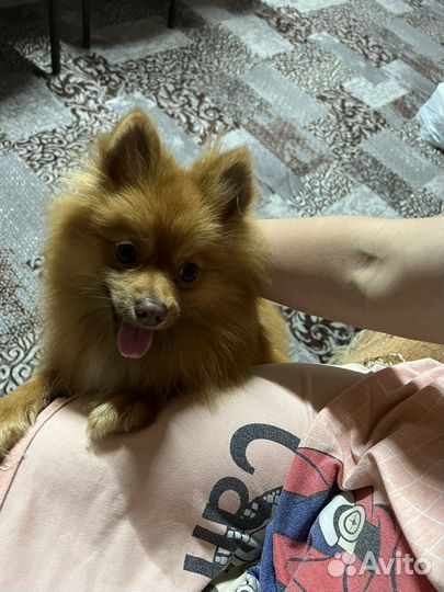 Померанский шпиц