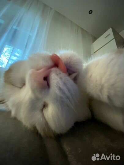 Талисман Семён