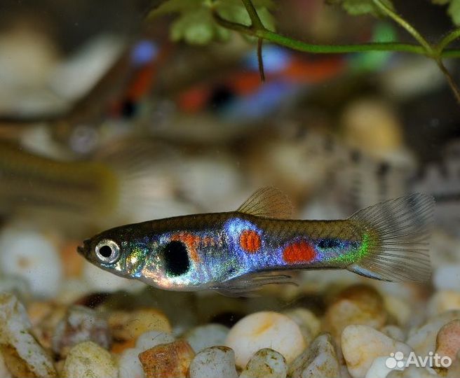 Аквариумные рыбки разные