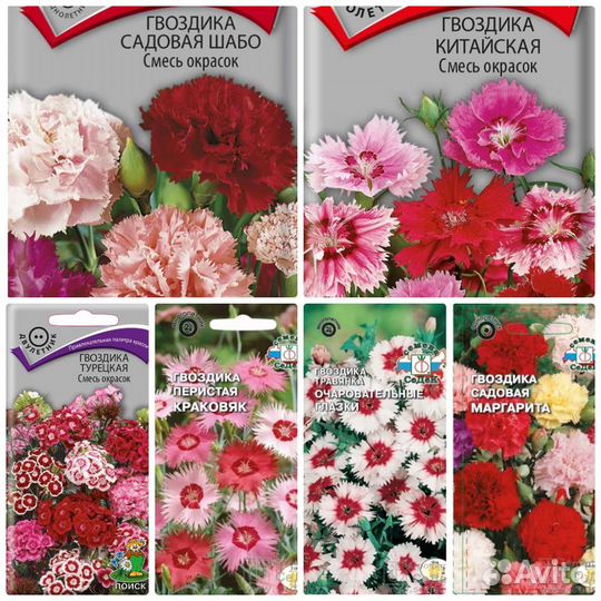 Семена Гвоздики 16 сортов Бесплатная доставка