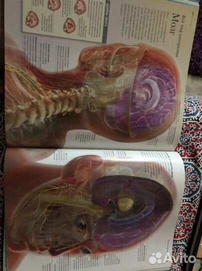 Энциклопедия для детей