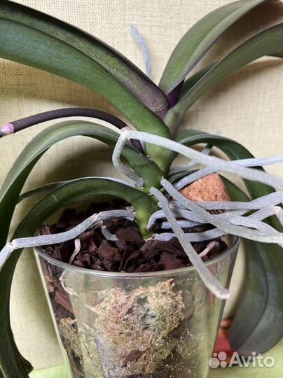 Орхидея фаленопсис Princess