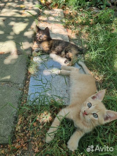 Котята в добрые руки бесплатно