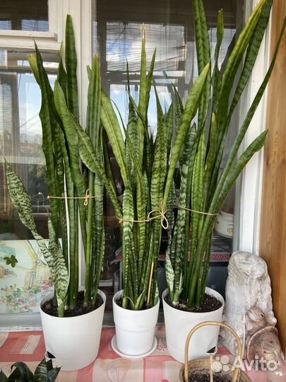 Щучий хвост (сансевиерия)