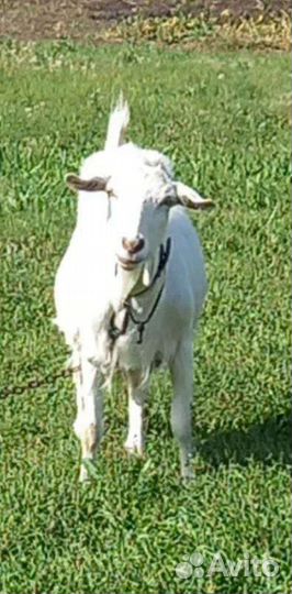 Зааненская дойная коза