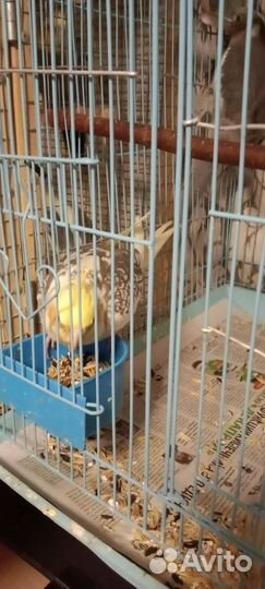 Птенцы корелла