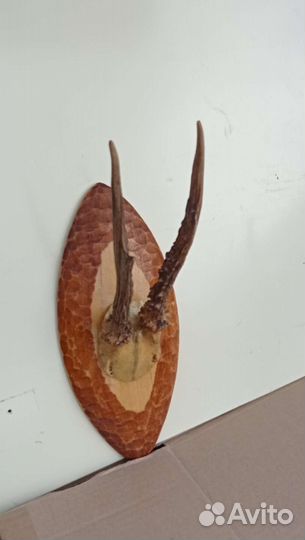 Рога косули 2шт размер и цена разные