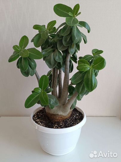 Адениум взрослый