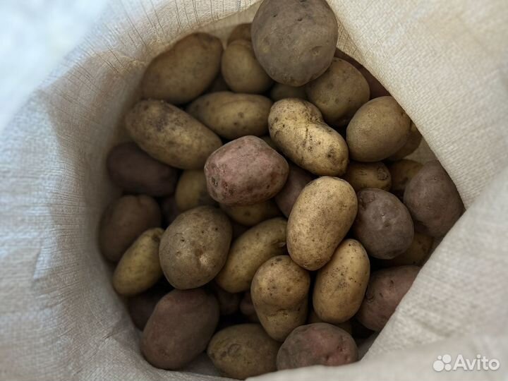 Картофель молодой