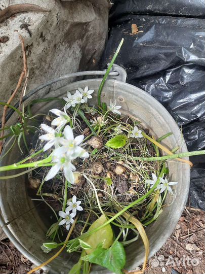 Почвопокровные рассада луковичных цветов