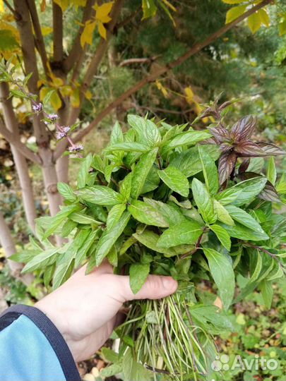 Мята шоколадная