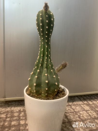 Кактусы и суккуленты