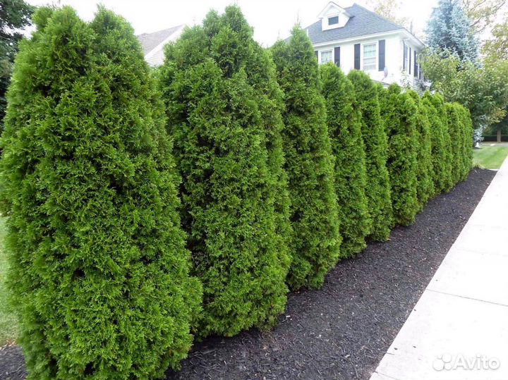 Туи вип класса