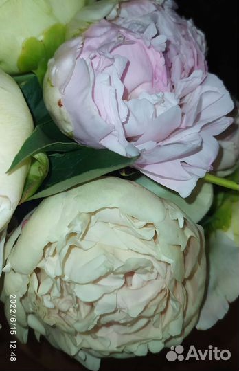 Корни пионов сортов А Скакодуба