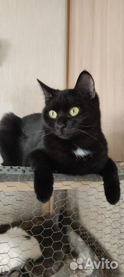 Кошка в добрые руки