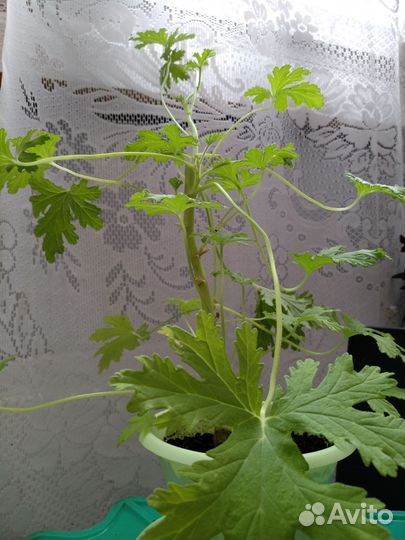 Гибискус китайская роза, Герань лечебная, Оксалис