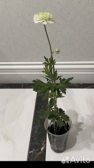 Многолетки