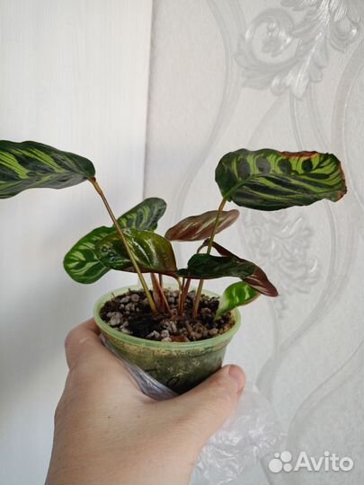 Калатея макоя