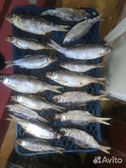 Тарань сушеная, тарашка