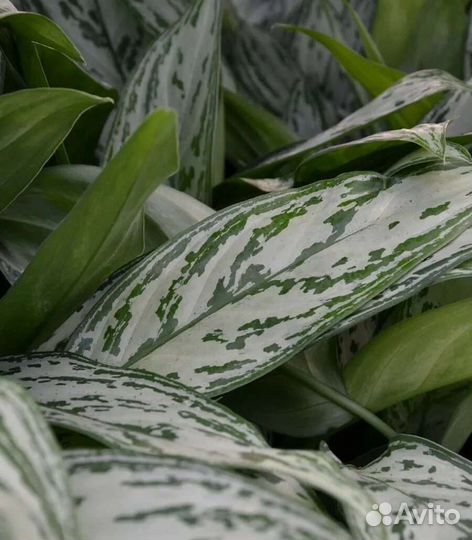 Аглаонема Сильвер Квин