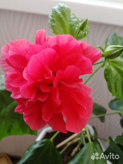 Гибискус китайская роза