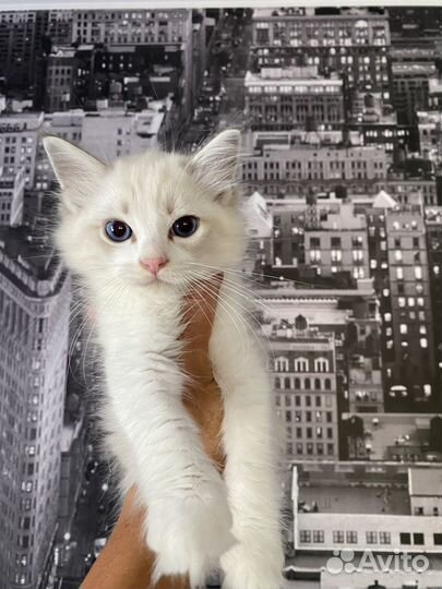 Котята Рэгдолл