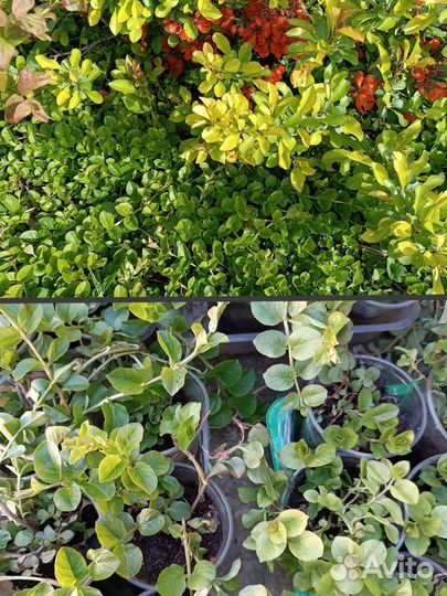 Малоуходный сад. Папоротник и др. растения