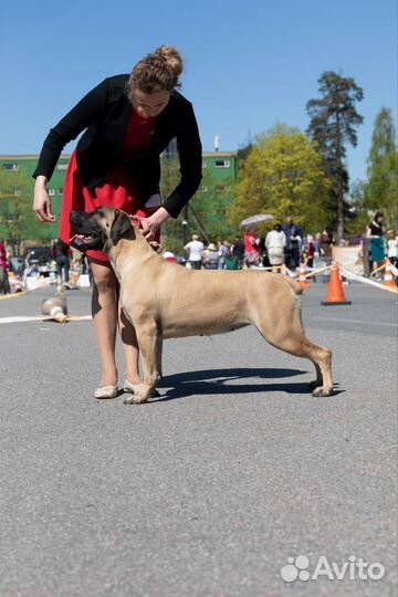 Хендлер в Санкт-Петербурге