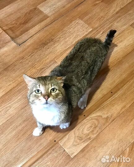 Кот в добрые руки