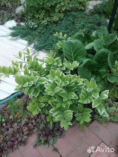 Купена вариегатная