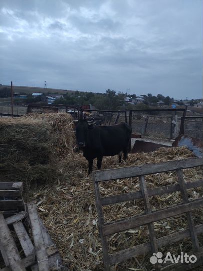 Корова дойная