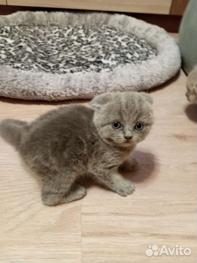 Котята шотландской вислоухой породы