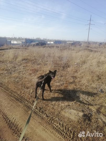 Собака в добрые руки отдам бесплатно