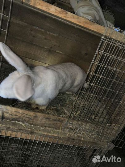 Кролики белый великан