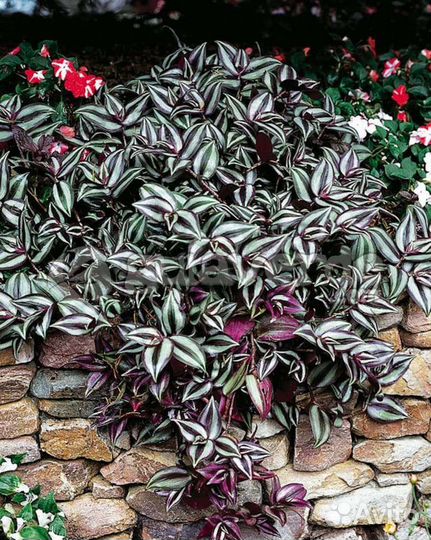 Традесканция