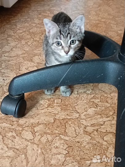 Котёнок с грустными глазами. Ждёт доброго хозяина
