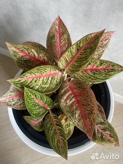 Аглаонема Легаси